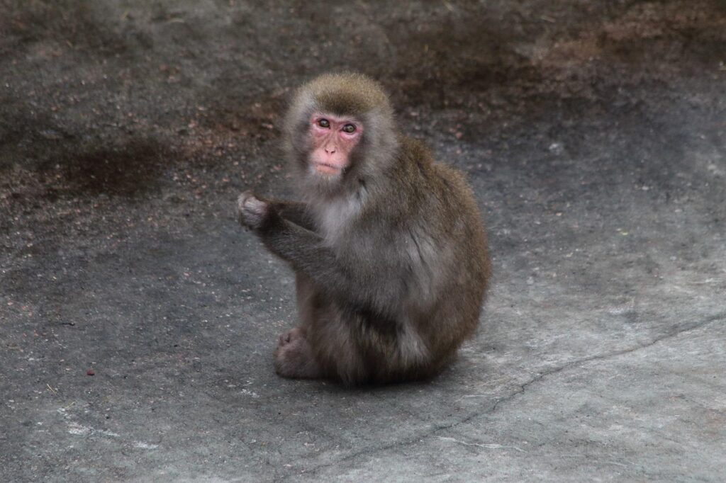 Michelin Primauté 4 129 découvrez le pneu michelin primacy 4, alliant sécurité, durabilité et confort pour une conduite optimale en toutes conditions.