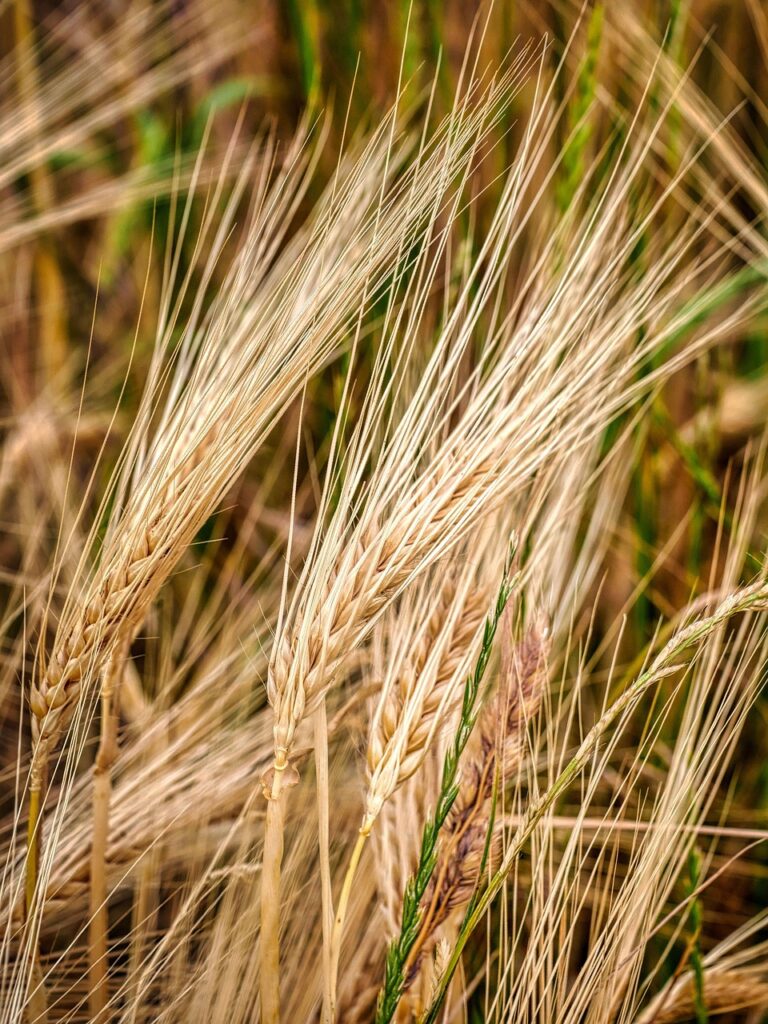 découvrez notre sélection de pneus été offrant performance et sécurité optimales pour votre véhicule lors des saisons chaudes.